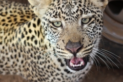 Leopard cub in the Serengeti